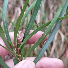 Hakea eriantha, photograph (c) Greg Tasney, some rights reserved (CC BY-SA)