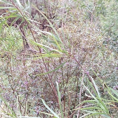Hakea eriantha, photograph (c) Greg Tasney, some rights reserved (CC BY-SA)
