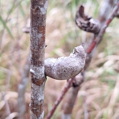Hakea eriantha, photograph (c) Greg Tasney, some rights reserved (CC BY-SA)