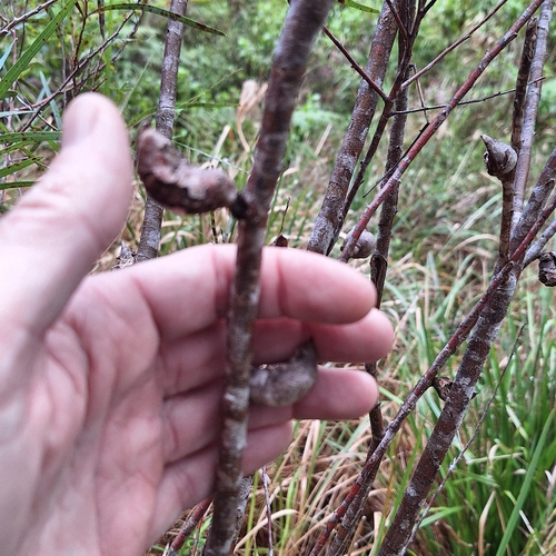 Hakea eriantha, photograph 4