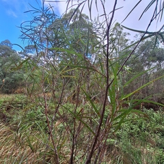 Hakea eriantha, photograph (c) Greg Tasney, some rights reserved (CC BY-SA)