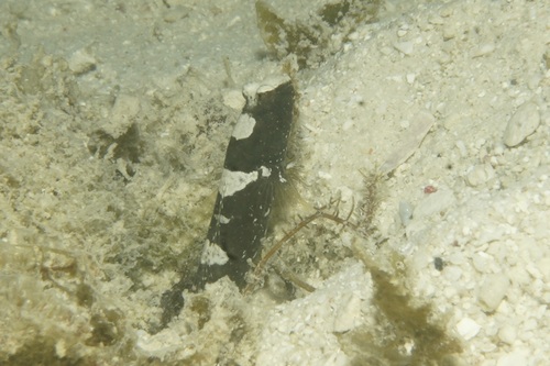 Cryptocentrus maudae observed 2026-07-17