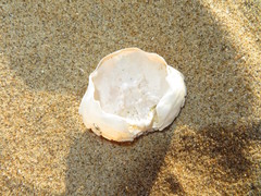 Liocarcinus holsatus