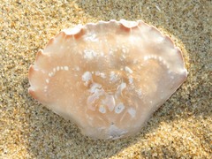 Liocarcinus holsatus