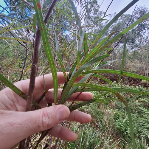 Hakea eriantha, photograph 6