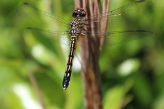 Pachydiplax longipennis image
