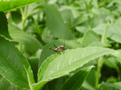 Pholidoptera griseoaptera