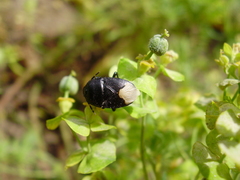 Cydnus aterrimus