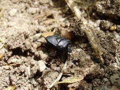 Cydnus aterrimus