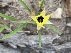 Oenothera serrulata