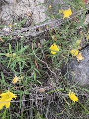 Oenothera serrulata