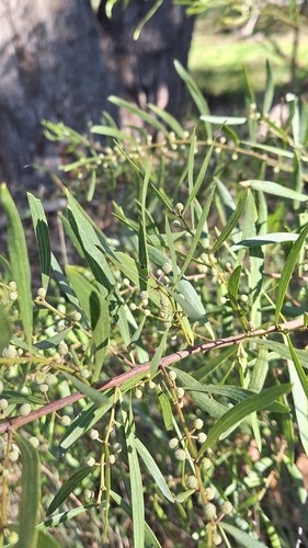 Acacia verniciflua, photograph 4