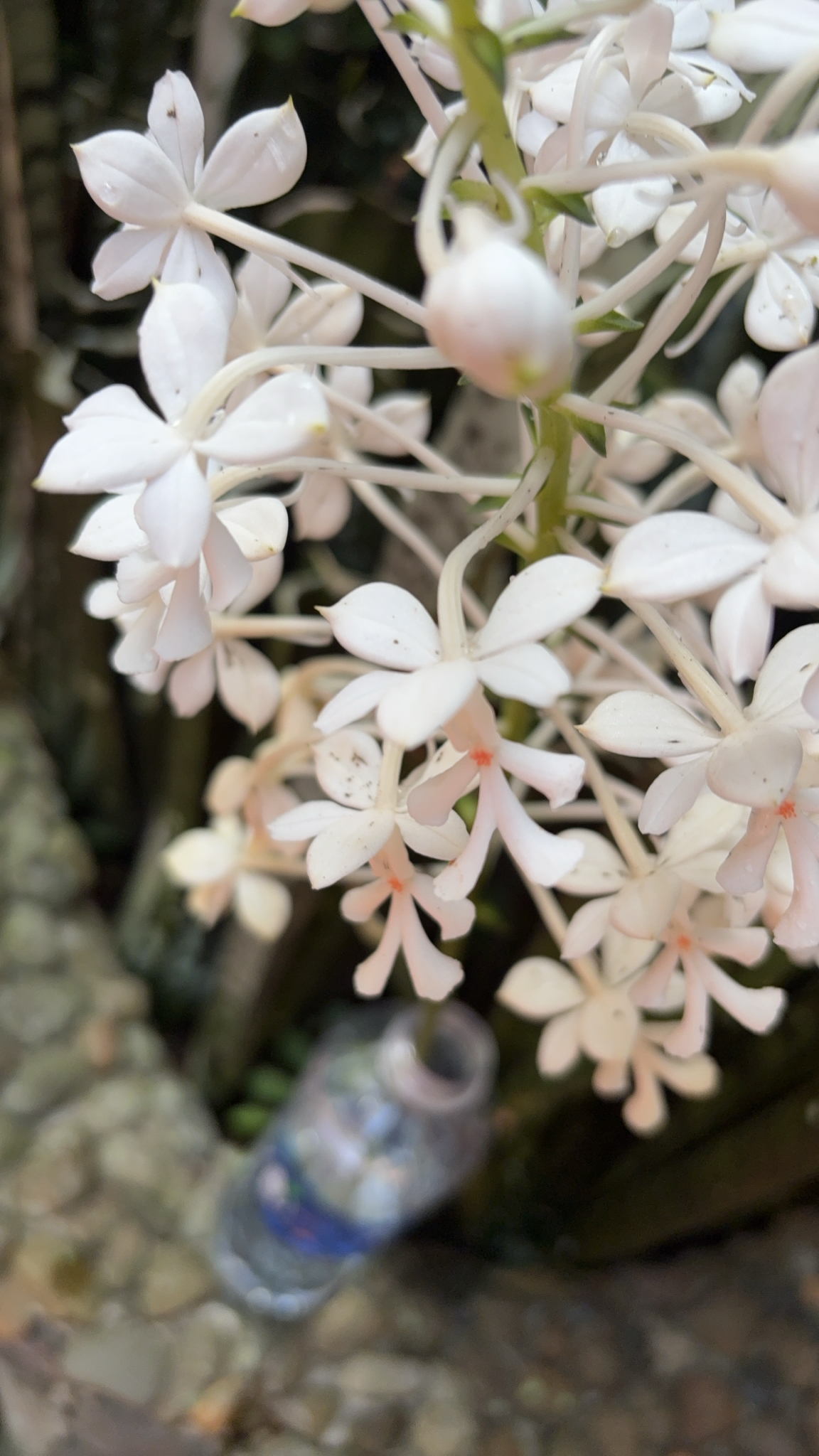 Calanthe triplicata (Calanthe triplicata)