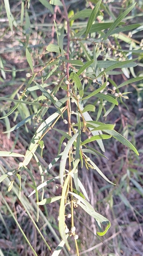 Acacia verniciflua, photograph 5