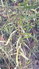 Acacia verniciflua, photograph author not stated, no rights reserved