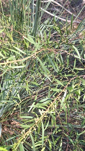Acacia verniciflua, photograph 6