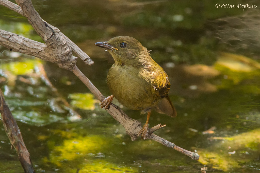 Little Greenbul (Eurillas virens) photo