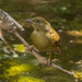Little Greenbul - Photo (c) Allan Hopkins, some rights reserved (CC BY-NC-ND)