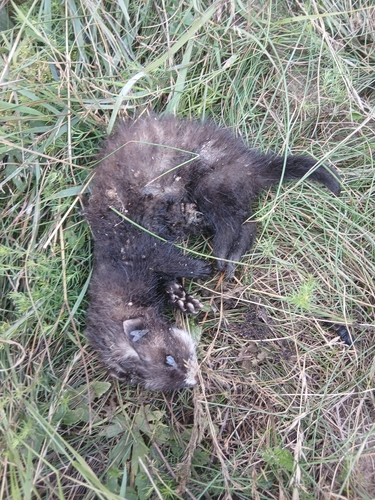 Western Polecat