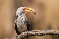 Southern Yellow-Billed Hornbill photo 3
