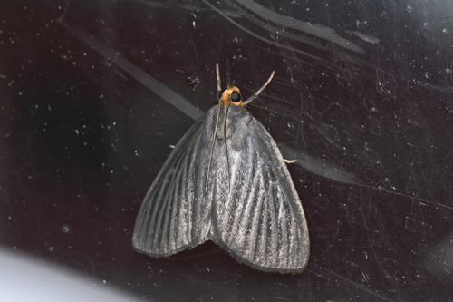 Trebania flavifrontalis