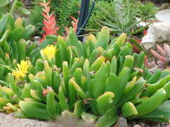 Glottiphyllum