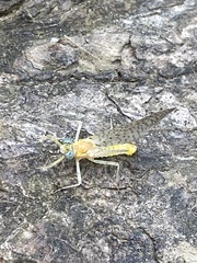 Maccaffertium pulchellum