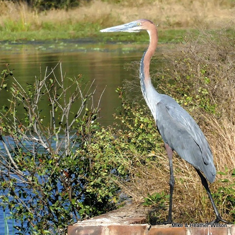 iNaturalist image