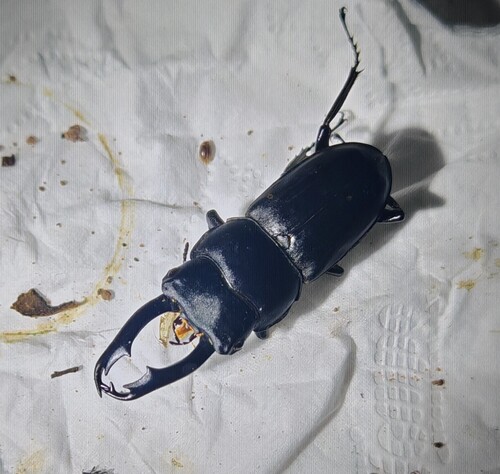 Dorcus striatipennis continentalis