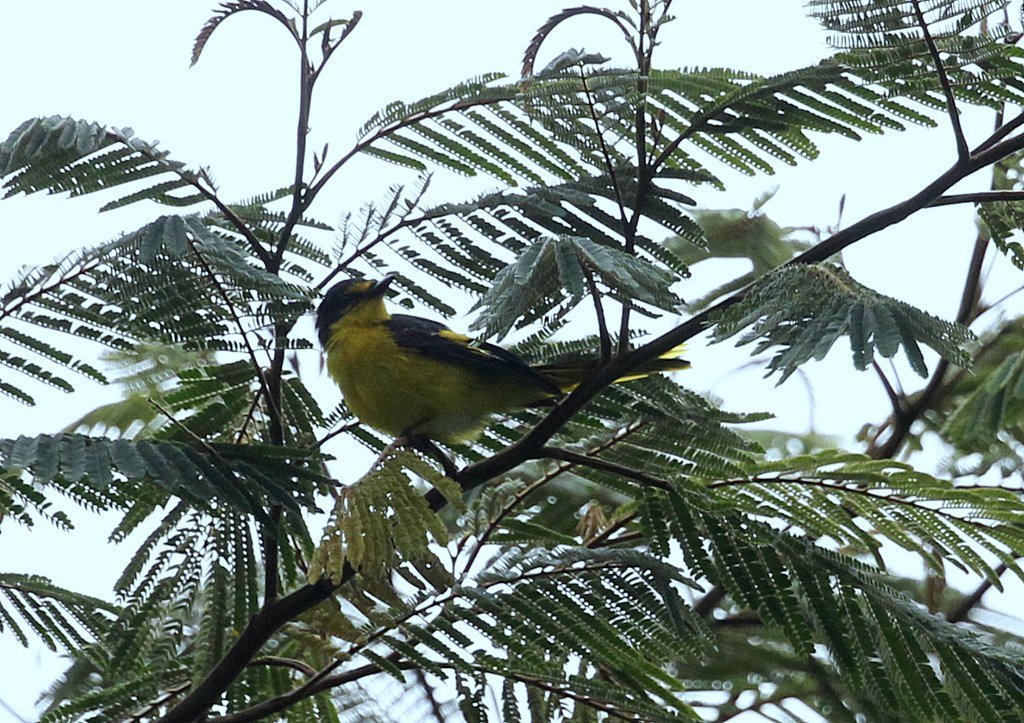 Scarlet Minivet (Birds of Phillipines) · iNaturalist