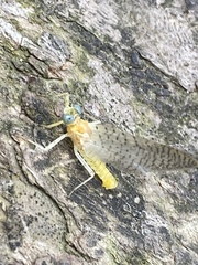 Maccaffertium pulchellum