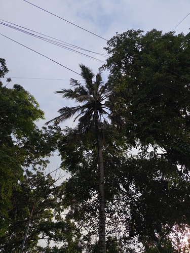 coconut palm