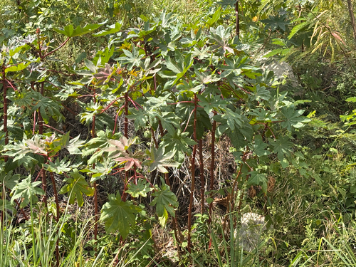 castor bean