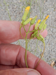 Crepis pulchra