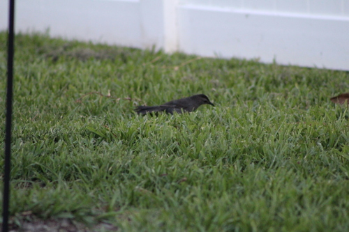 Dumetella carolinensis image