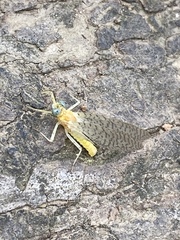 Maccaffertium pulchellum