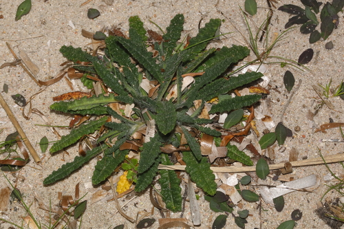 Anchusa crispa