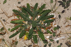 Anchusa crispa
