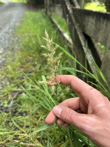 Polypogon fugax observed 2026-07-17