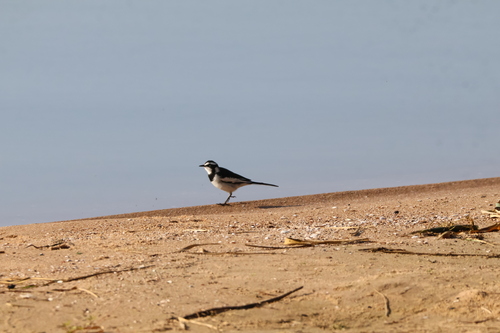 iNaturalist image