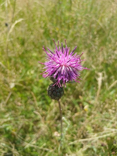 Greater Knapweed