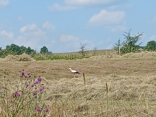 European White Stork