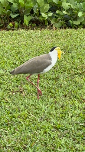 Masked Lapwing