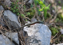 Algyroides nigropunctatus