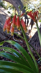 Clivia gardenii