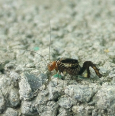 Cerastipsocus trifasciatus