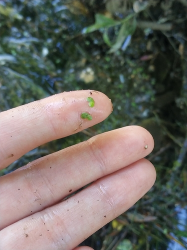 Наблюдение на iNaturalist
