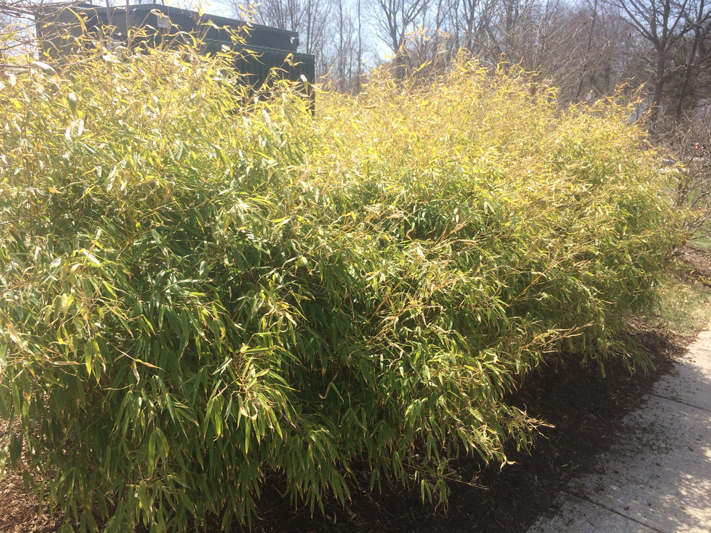 Genus Fargesia  iNaturalist