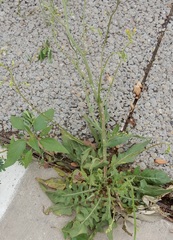 Crepis pulchra