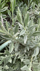 Lavandula dentata